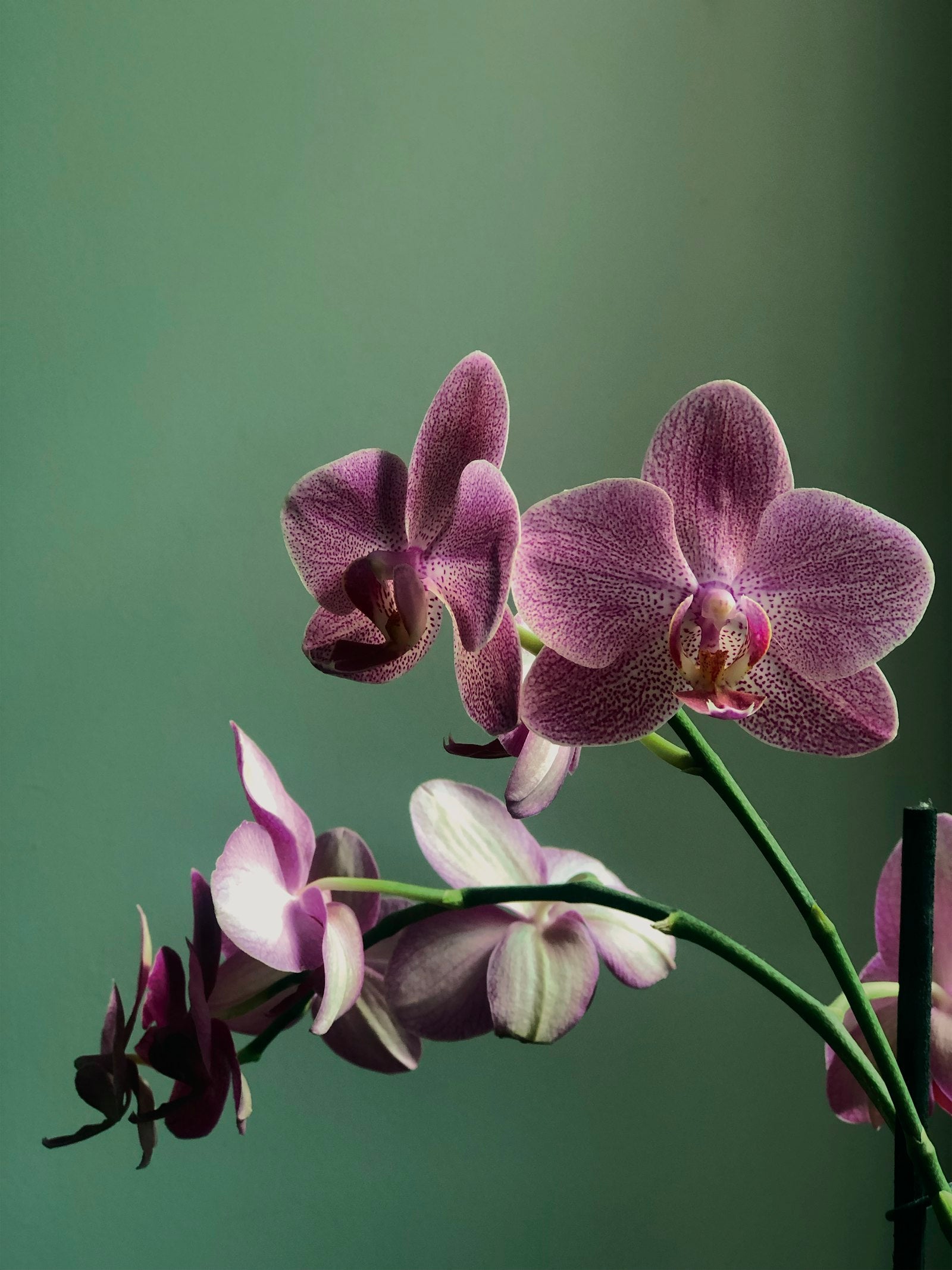 Orchids and plants