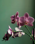 Live phalaenopsis orchid — Phalaenopsis Orchid