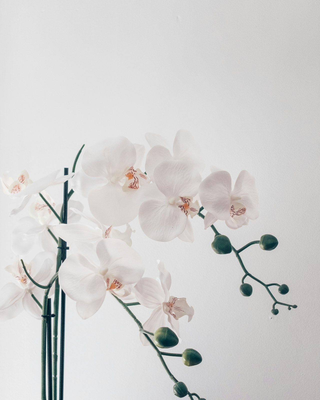 White orchids — Jardin d'Orchidées