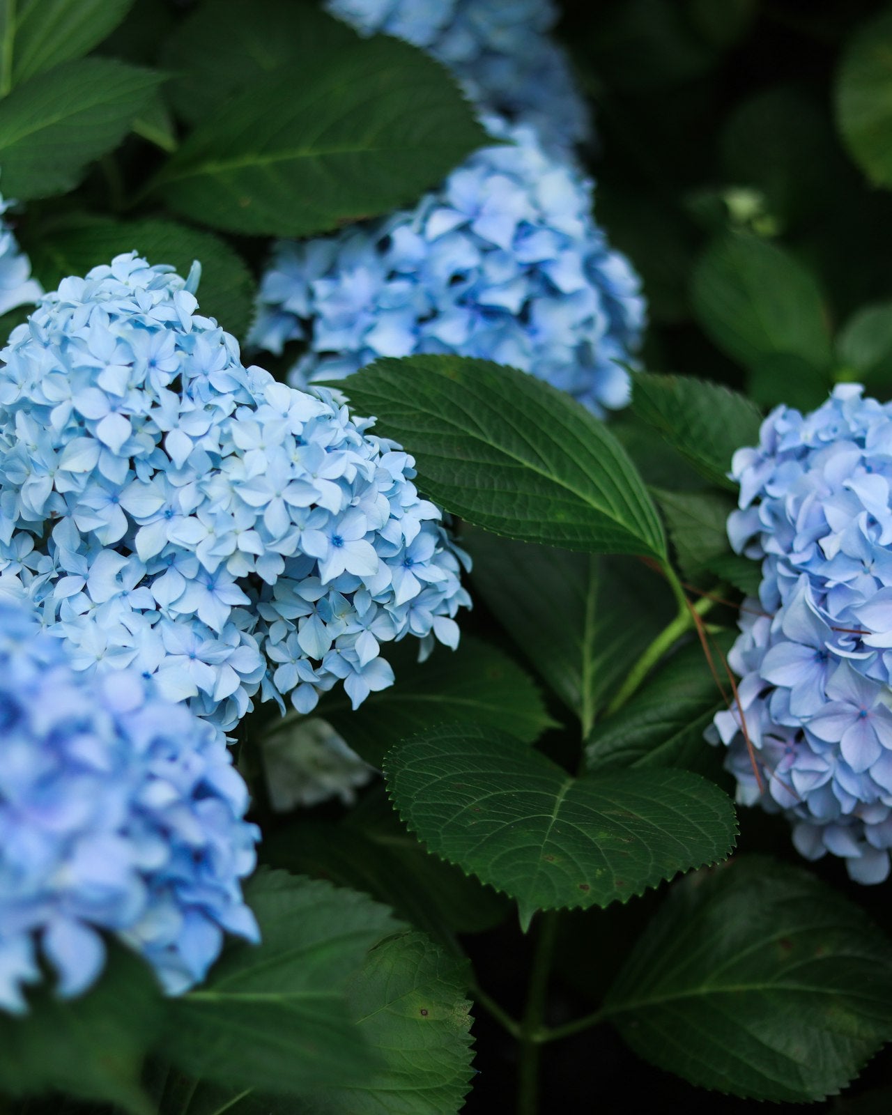 Blue and white hydrangeas — Côte d'Azur