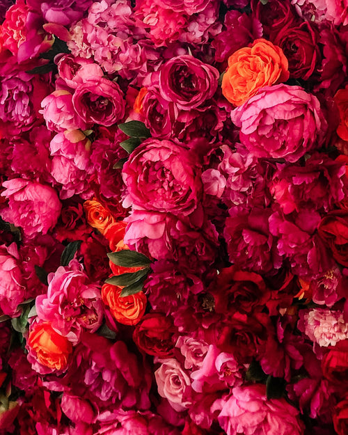 Velvety red garden roses — Amour Éternel