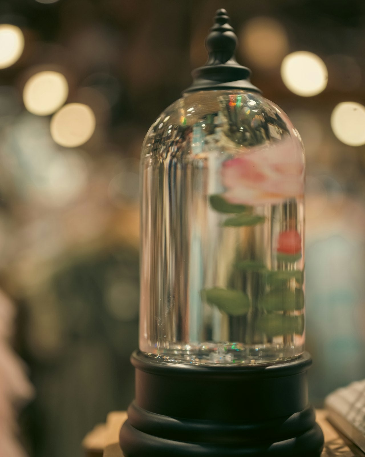 Preserved rose under a glass dome — Roses Éternelles