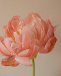 Soft pastel new-baby blooms — Nouveau-Né