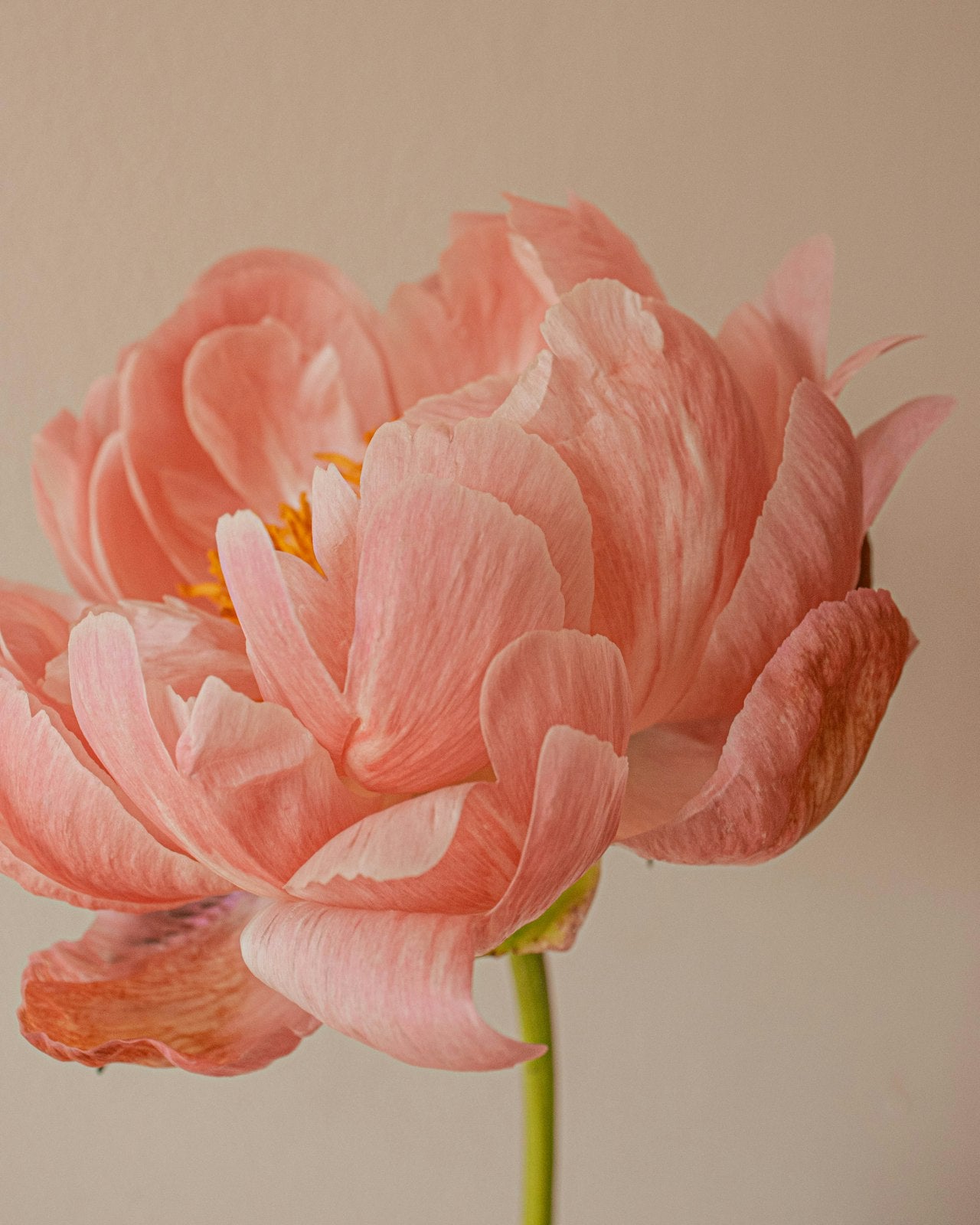 Soft pastel new-baby blooms — Nouveau-Né
