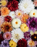 Warm sunset-toned dahlias — Soleil Couchant